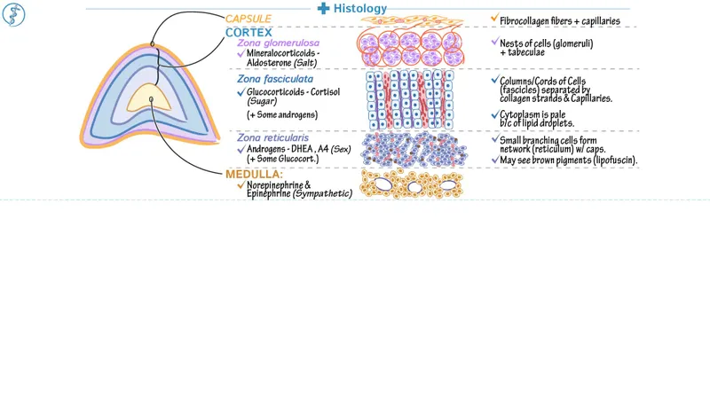 Adrenal Gland Histology and Hormone Production