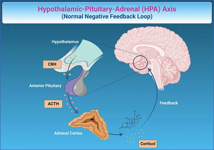 HPA Axis: Hypothalamus, Pituitary, Adrenal Feedback