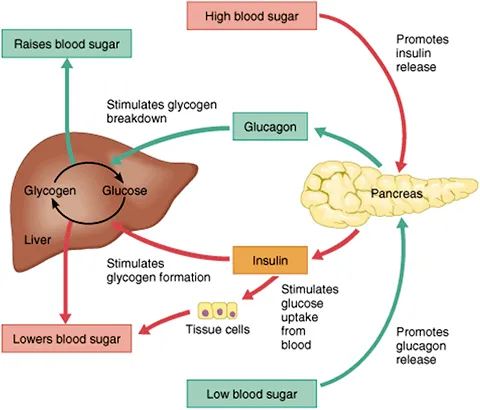 Glucose Homeostasis: Pancreas, Liver, Insulin, Glucagon