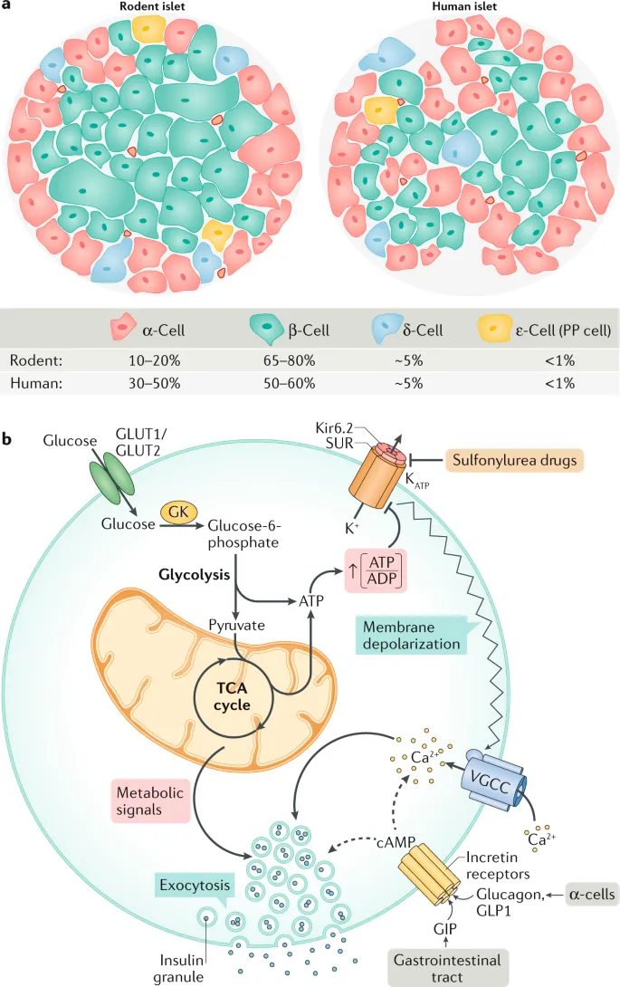 Insulin secretion mechanism from pancreatic beta cells