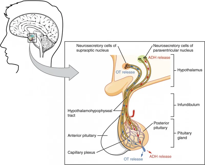 Hypothalamic-posterior pituitary axis and hormone release