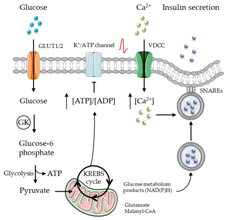 Insulin secretion from pancreatic beta-cell