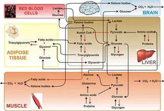 Metabolic integration: fuel synthesis and utilization