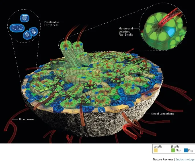 Islet of Langerhans cell types and relative locations