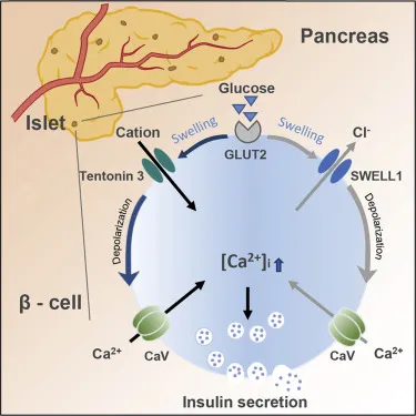 Glucose-stimulated insulin release from pancreatic β-cell