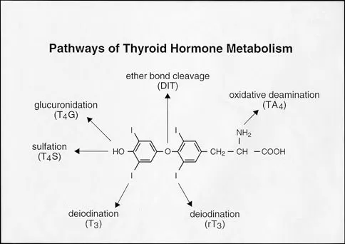 Pathways of Thyroid Hormone Metabolism