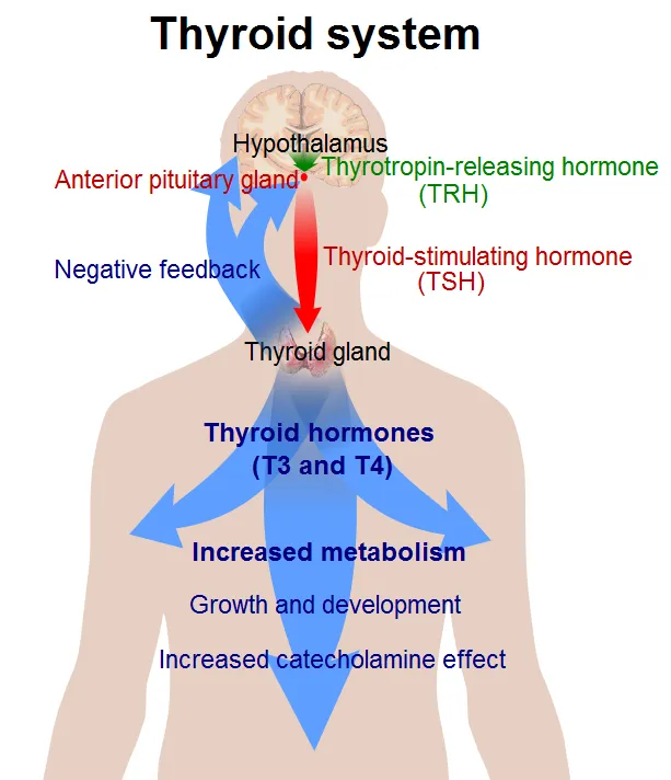 Thyroid hormone regulation and effects