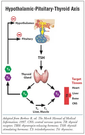 Hypothalamic-Pituitary-Thyroid Axis and hormone regulation