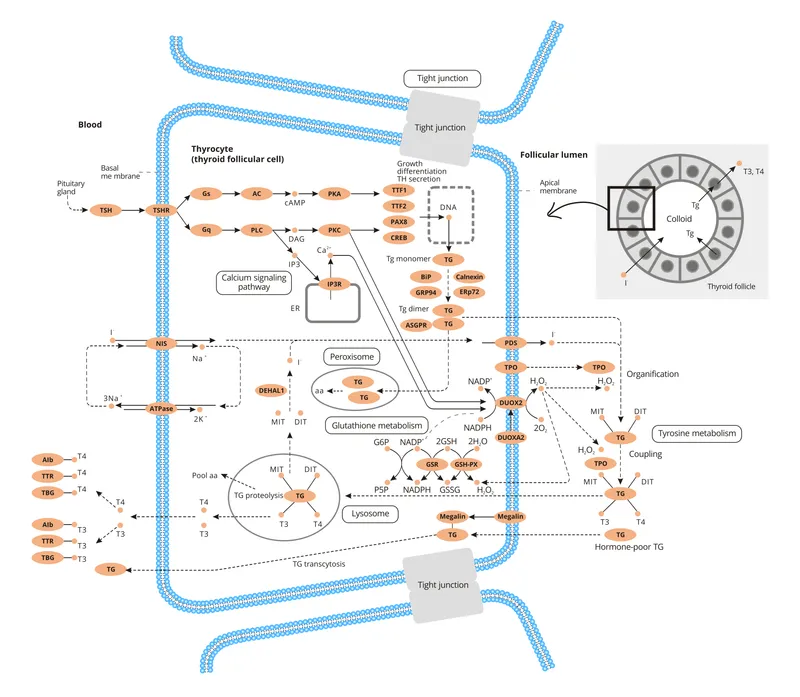 Thyroid Hormone Synthesis and Secretion Pathway