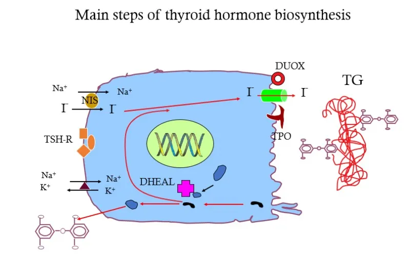 Thyroid Hormone Biosynthesis Pathway