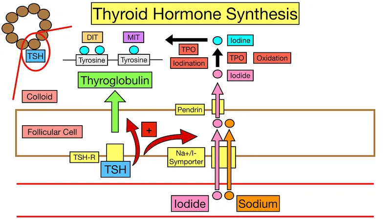 Thyroid Hormone Synthesis Pathway in Follicular Cell
