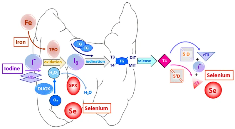 Thyroid Hormone Synthesis and Metabolism