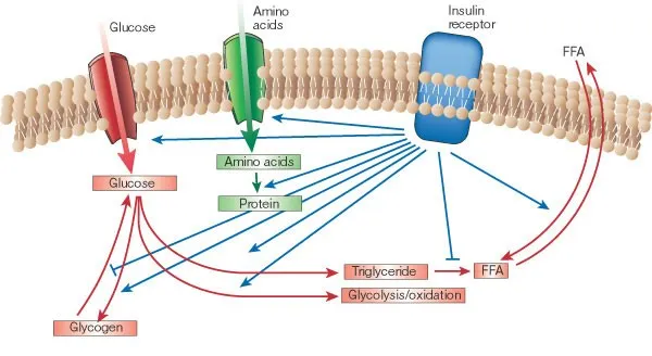 Insulin's anabolic actions on metabolism