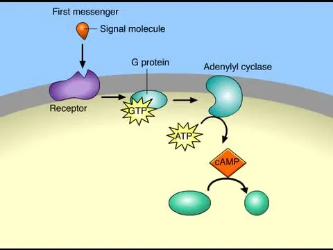 G protein-coupled receptor signaling pathway