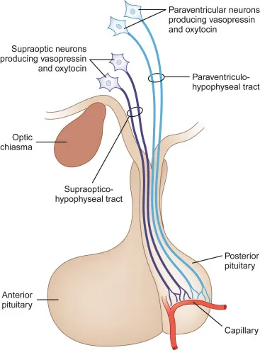 Hypothalamus and posterior pituitary hormone transport