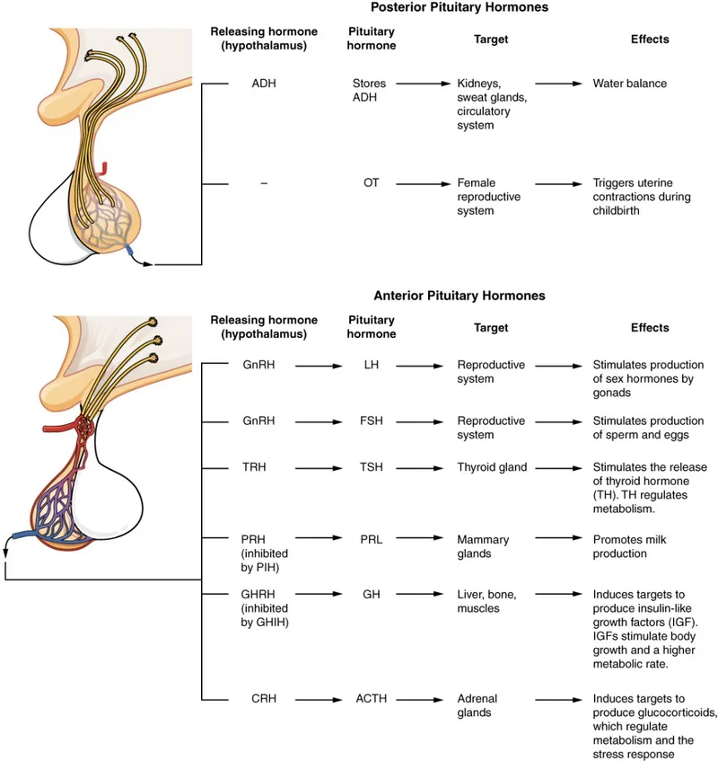 Hypothalamus and Pituitary Gland Hormones