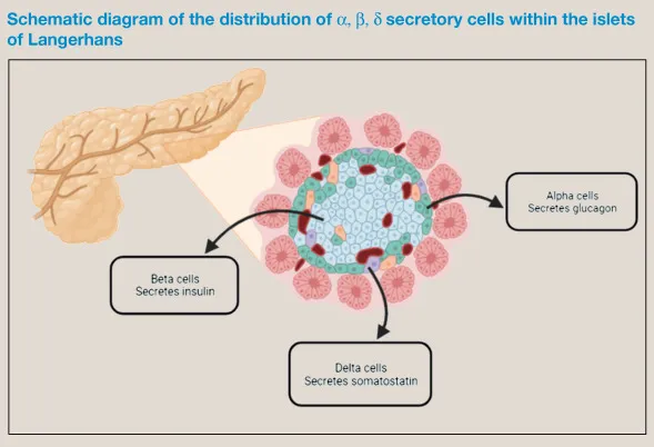 Islet of Langerhans cell types and hormones