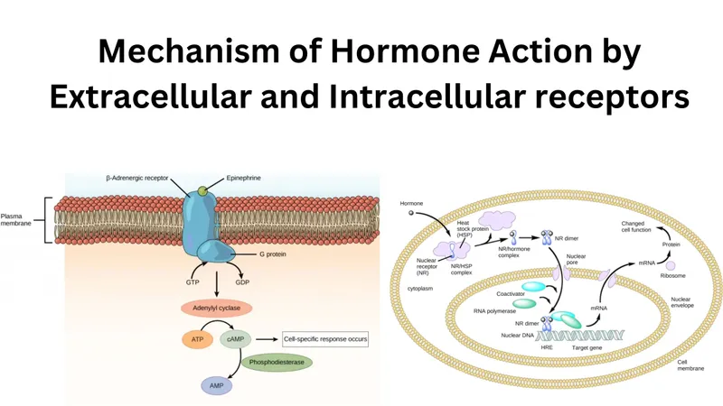 Hormone Action: Extracellular vs. Intracellular Receptors