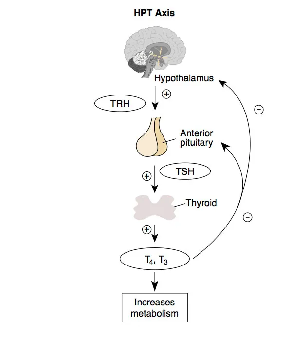 HPT Axis Diagram