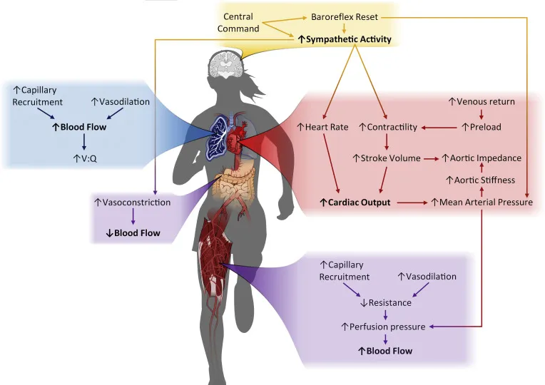 Cardiovascular Responses to Exercise: Blood Flow