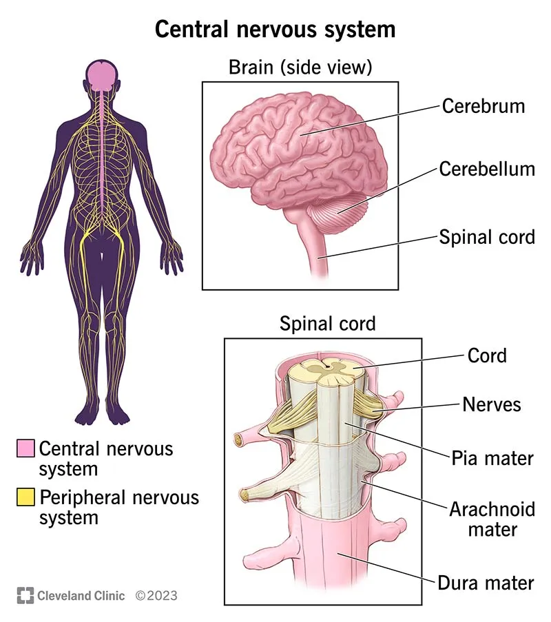 Central Nervous System: Brain and Spinal Cord