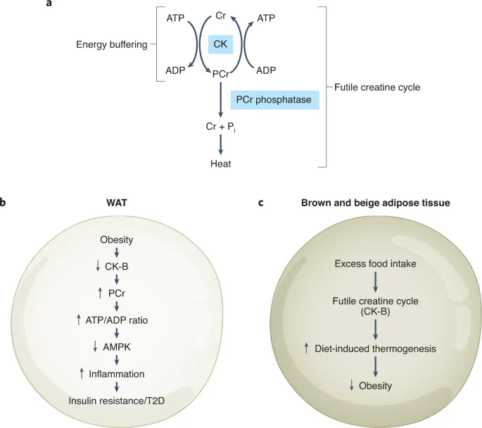 Creatine Kinase Energy Buffering Cycle