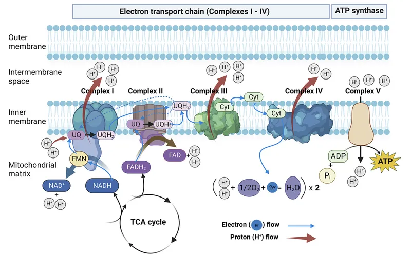 Mitochondrial Oxidative Phosphorylation & ATP Synthase