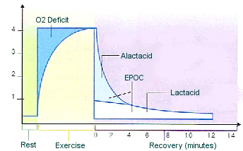 EPOC curve: O2 deficit, fast/slow O2 debt