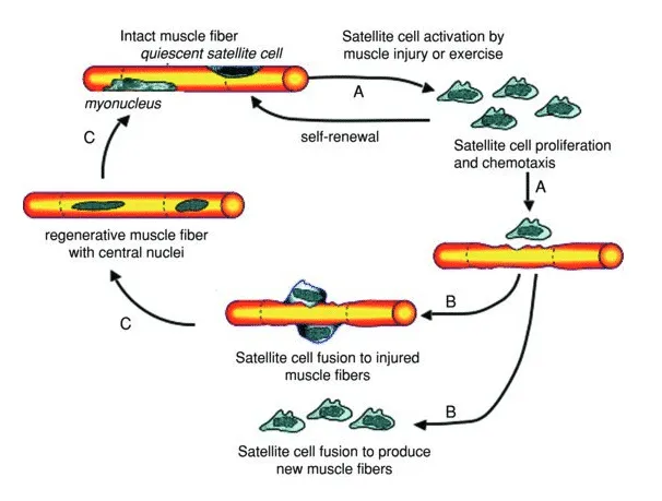 Satellite cell action in muscle repair