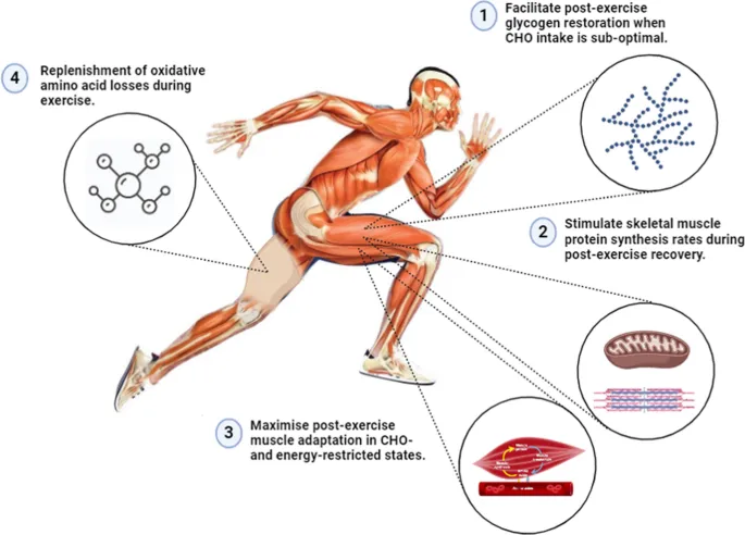 Muscle recovery processes post-exercise