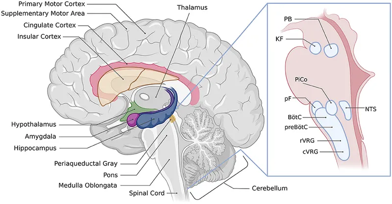 Brain regions involved in cardiovascular control