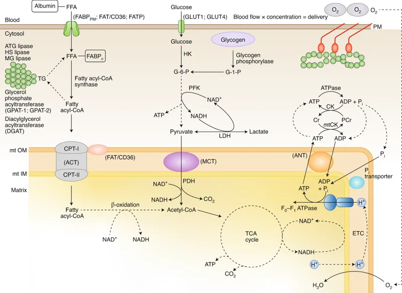 Energy metabolism in muscle cells during exercise