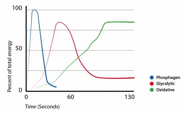 Energy systems contribution by exercise duration