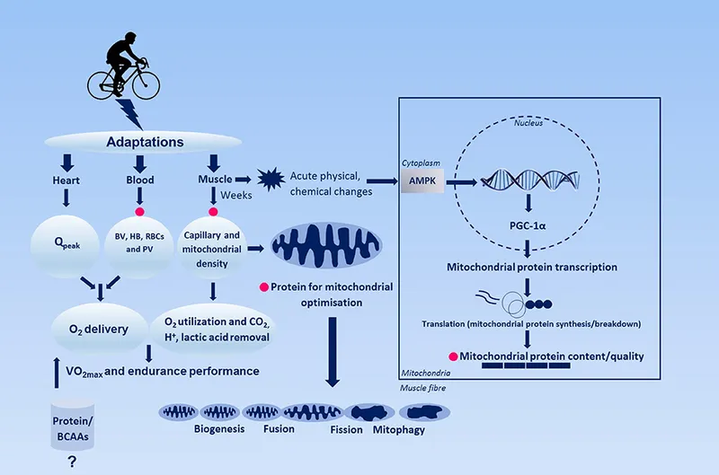 Endurance Training Adaptations: Cellular & Systemic