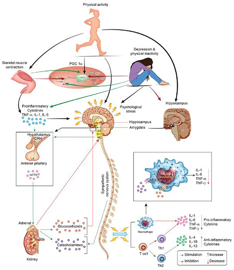 Neurochemical basis of central fatigue during exercise