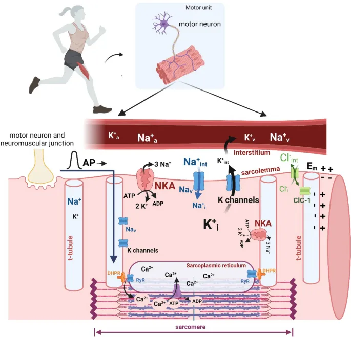 Ion flux and muscle contraction