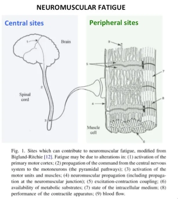 Neuromuscular Fatigue: Central vs. Peripheral Sites