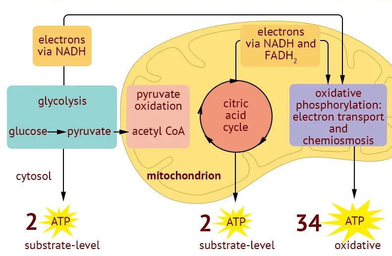 ATP production from glycolysis, citric acid cycle, ETC