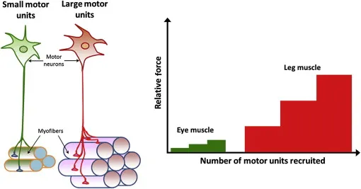 Henneman's Size Principle: Motor Unit Recruitment