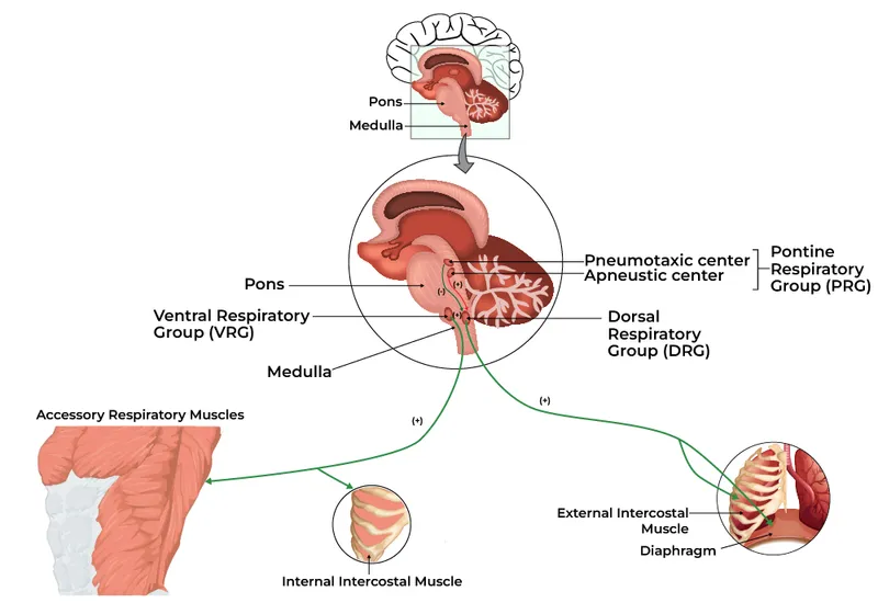 Neural control of respiration