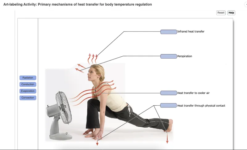 Heat Transfer Mechanisms During Exercise