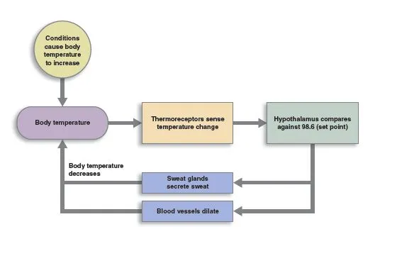 Thermoregulation feedback loop to decrease body temperature