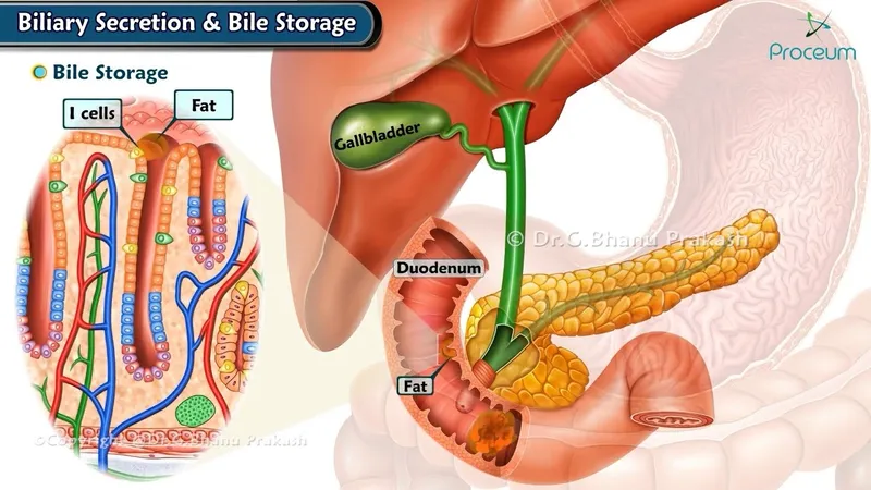 Biliary Secretion and Bile Storage