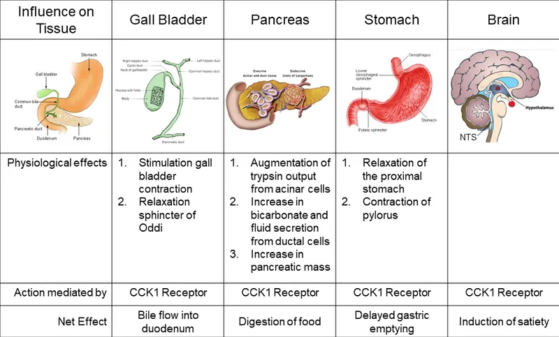 CCK-mediated physiological effects on GI organs