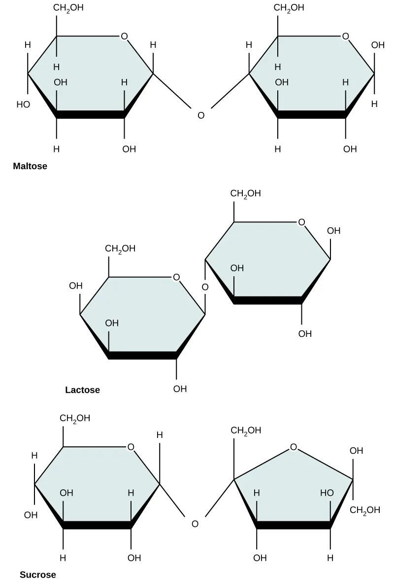 Chemical structures of maltose, lactose, and sucrose