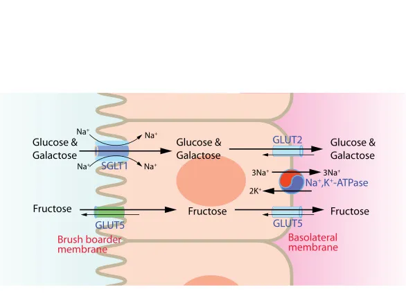 Monosaccharide absorption in intestinal epithelial cells