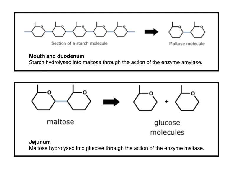 Carbohydrate Digestion Pathway