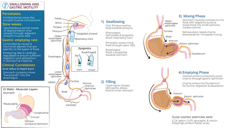 GI Motility: Swallowing, Mixing, and Emptying
