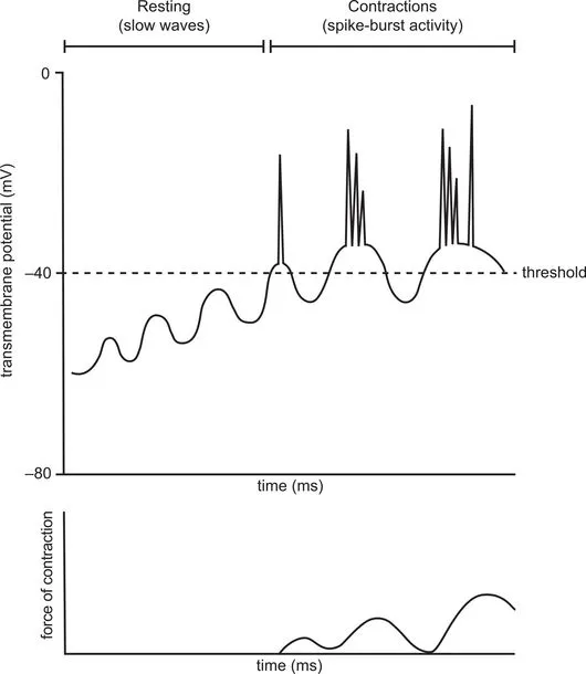 GI slow waves, threshold, action potentials, contraction