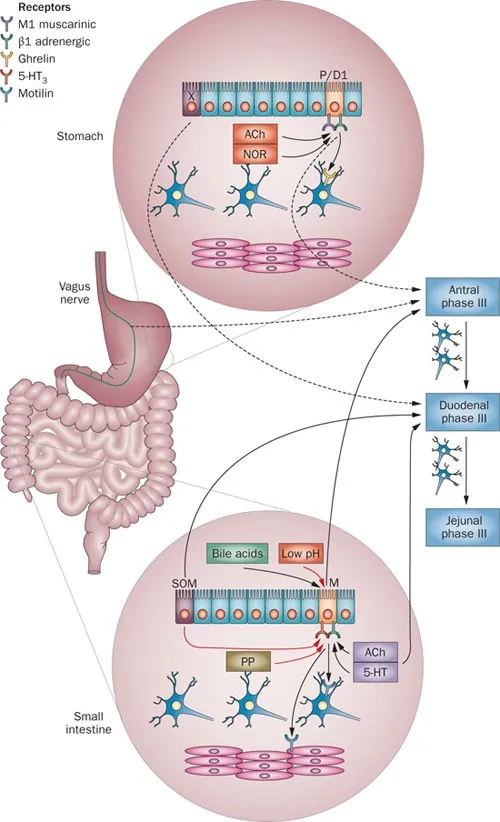 GI Motility Regulation and Migrating Motor Complex Phase III